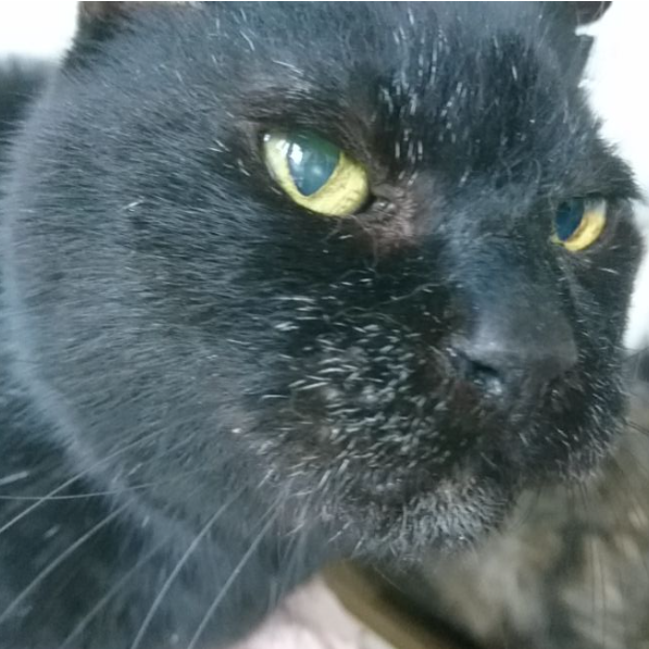kuro
