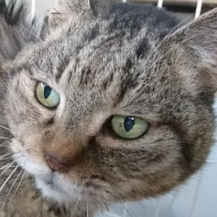 mie